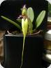 Bulbophyllum fascinator semi-alba